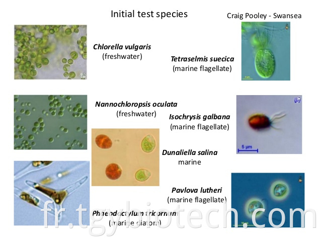 Nannochloropsis Powder